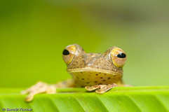 Roter Borneo Flugfrosch  - Zum Vergroessern klicken!